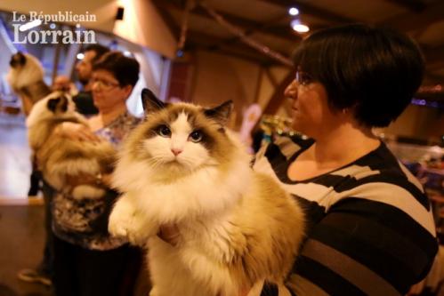 Lors du salon du chat les visiteurs pourront admirer un grand nombre de races felines photo archives rl thierry sanchis 1571650224